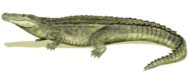 Purussaurus caimano
