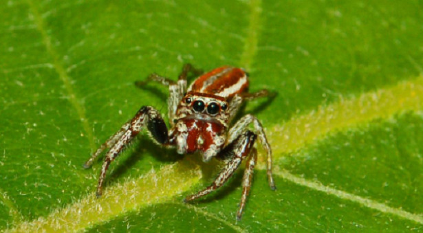 ragno saltatore italiano