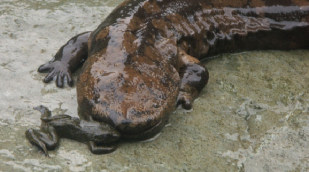 Salamandra gigante cinese