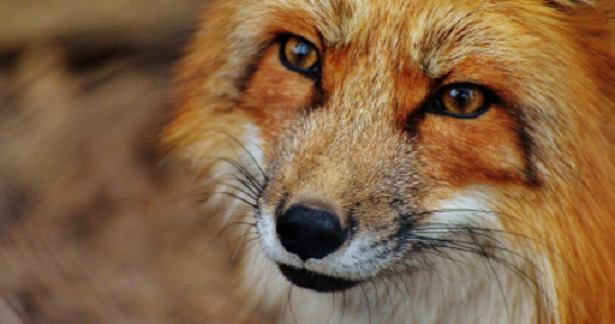 muso della volpe muso della volpe