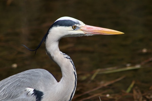 Avifauna dei parchi vicino Milano: airone