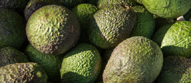 avocado buccia avocado buccia