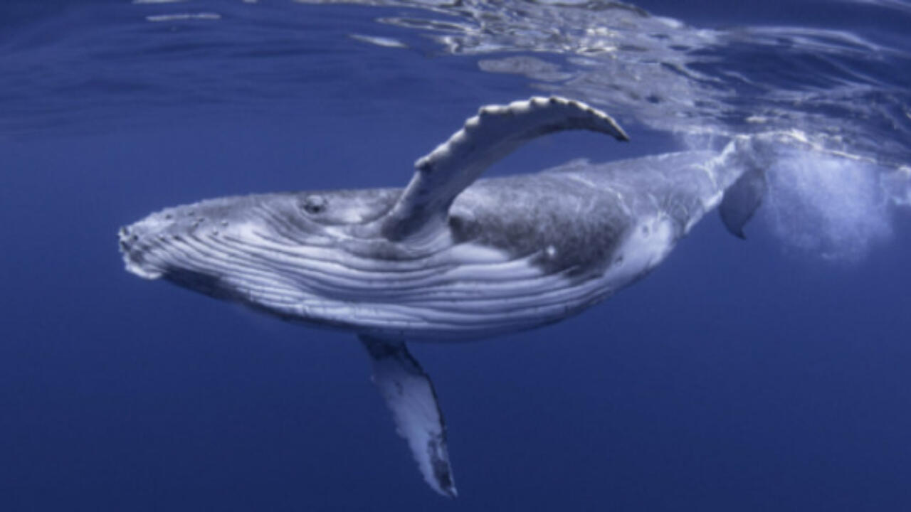 Quanto Pesa Una Balena Idee Green