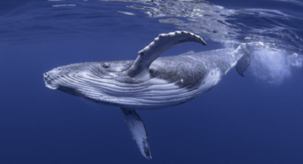 balena oceano