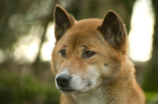 cane canoro nuova guinea muso