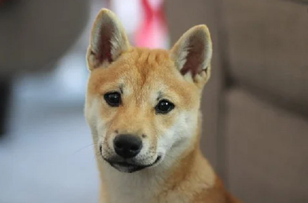 cane canoro nuova guinea 