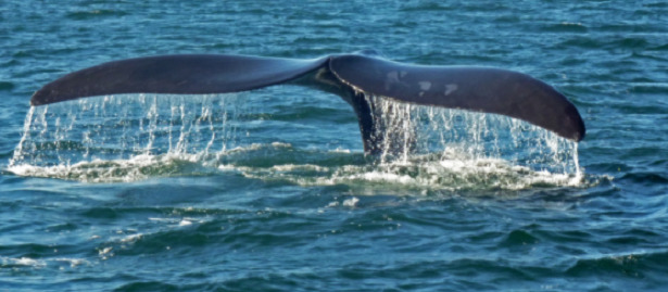 coda di una balena