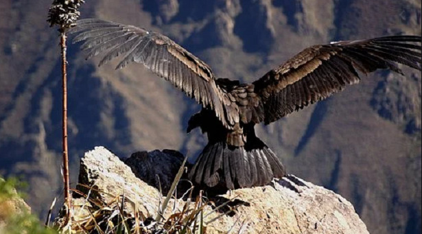 condor andino con ali spiegate