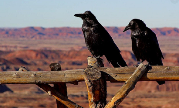 coppia di cornacchie