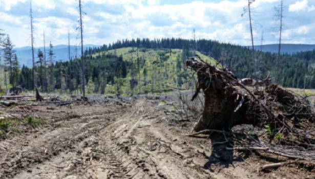 disboscamento foresta disboscamento foresta