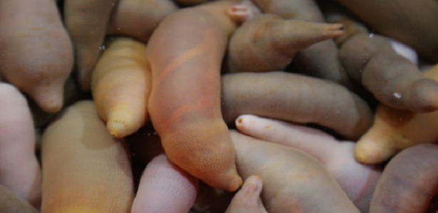 pesce pene pesce pene