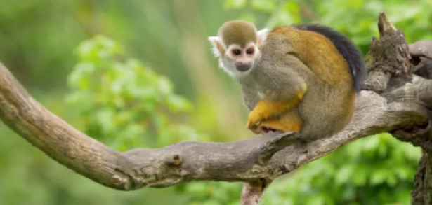 razza scimmia saimiri