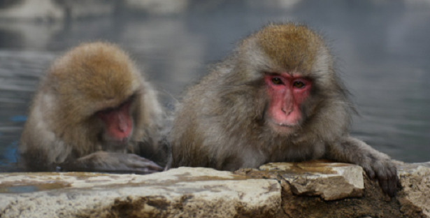 scimmia macaco giapponese