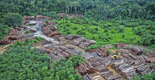 deforestazione effetto serra
