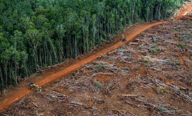 deforestazione
