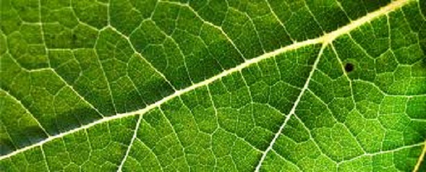 foglia clorofilla