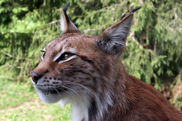 Impronte degli animali: la lince