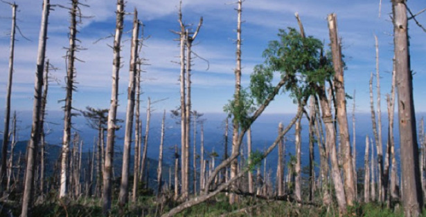 piogge acide effetti