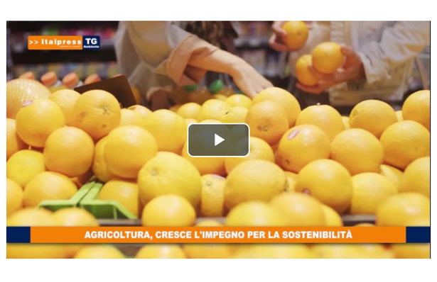 video tg ambiente italpress