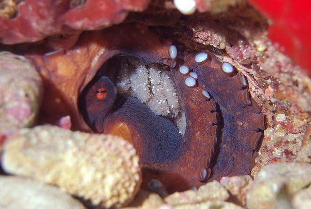 cosa mangia il polpo