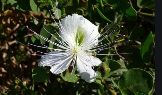 fiore cappero