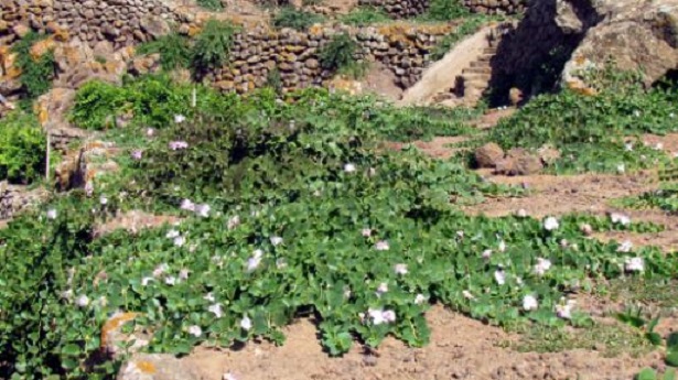 pianta cappero pianta cappero