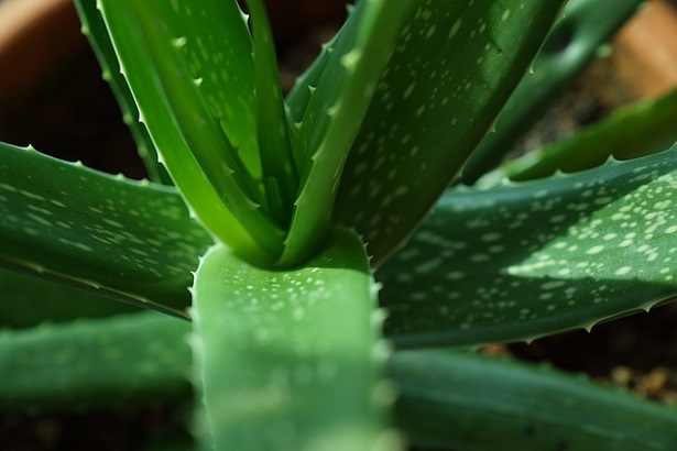 Conservare le foglie di aloe vera