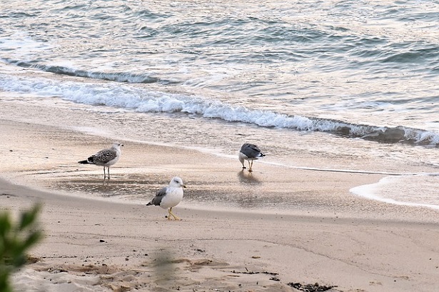 gabbiani sulla spiaggia