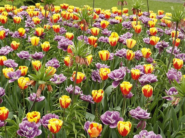 fioritura dei tulipani nel Parco Giardino Sigurtà