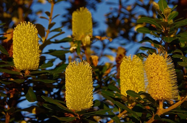 Banksia: caratteristiche