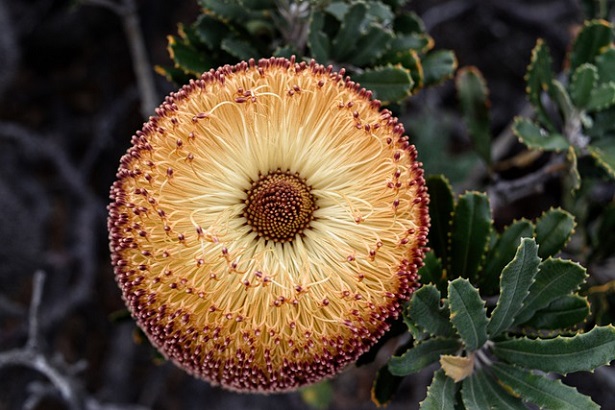Banksia: caratteristiche