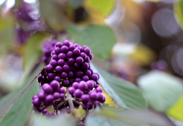 Callicarpa: caratteristiche e coltivazione