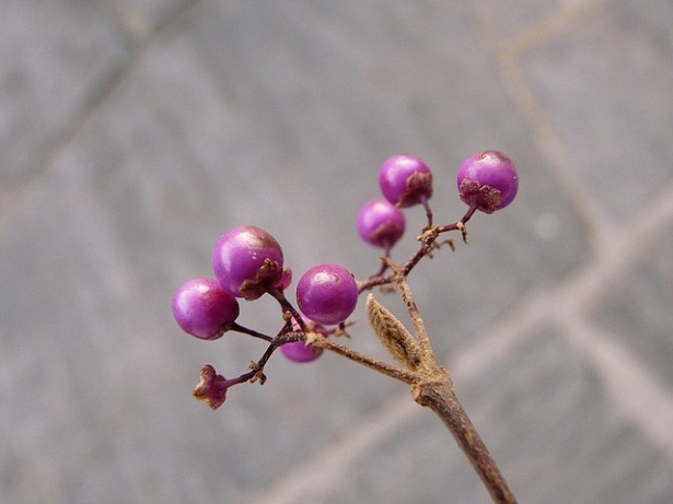 callicarpa: caratteristiche