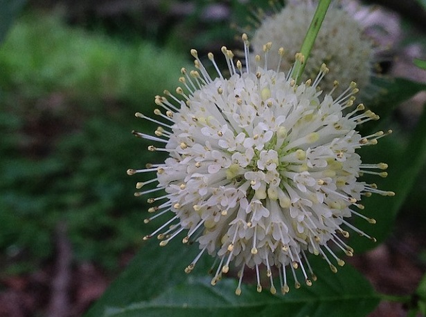 Cephalanthus: caratteristiche e coltivazione