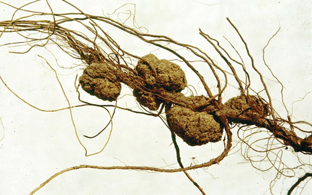 fitopatogeno agrobacterium tumefaciens