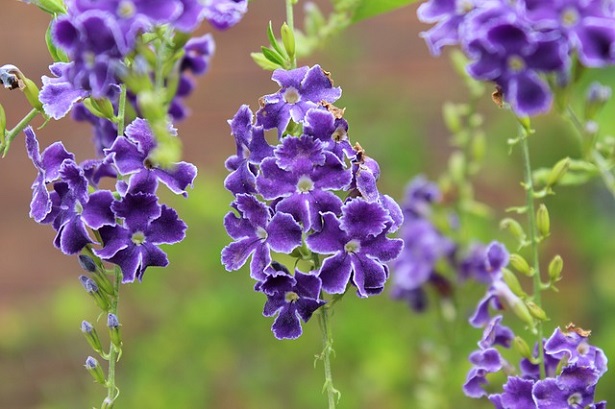 Duranta repens: caratteristiche e coltivazione