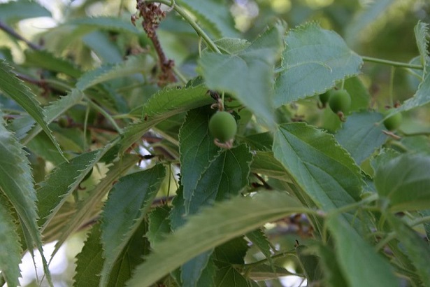 frutto di bagolaro frutto di bagolaro