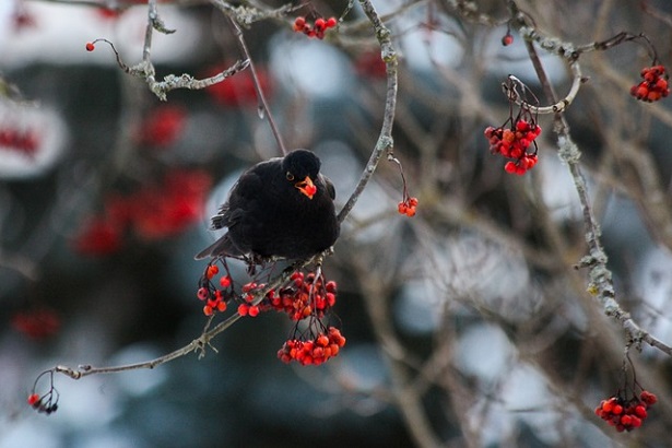 merlo che si ciba dell bacche del sorbo degli uccellatori