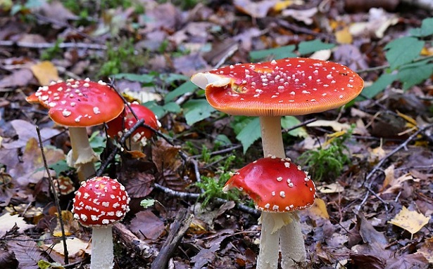 Amanita Muscaria