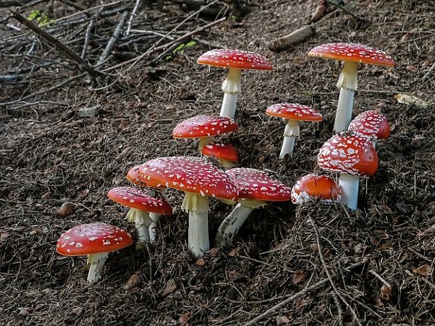 Amanita Muscaria
