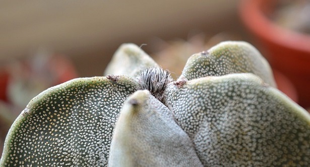 astrophytum myriostigma