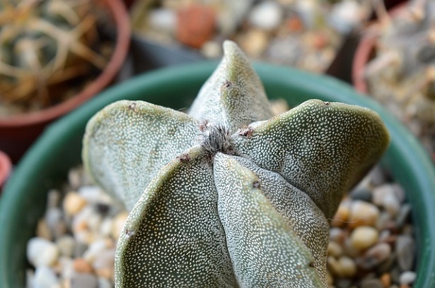 astrophytum myriostigma