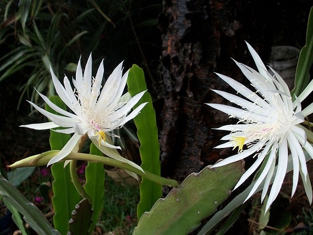 fiori di cereus