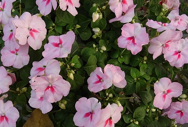 impatiens walleriana