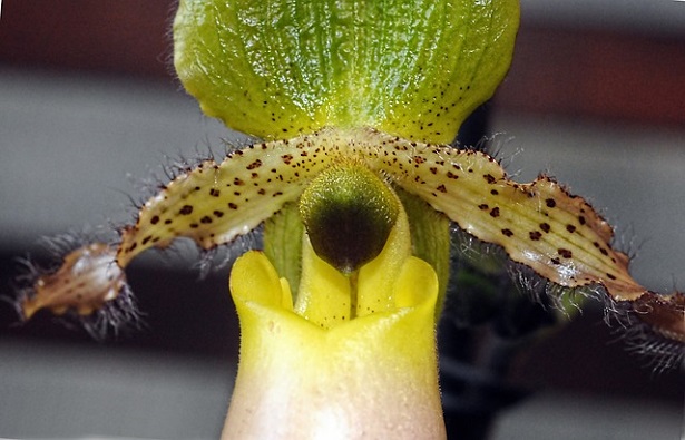 Paphiopedilum