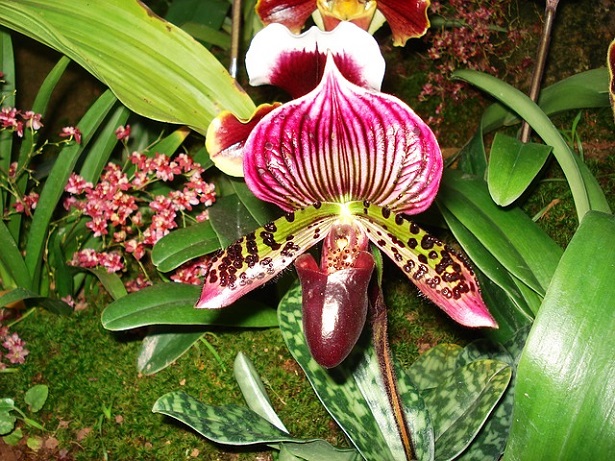 Paphiopedilum