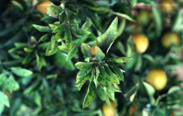 patogeno piante xilella