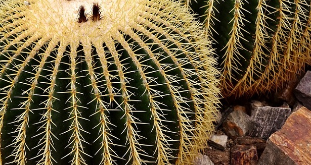 Echinocactus