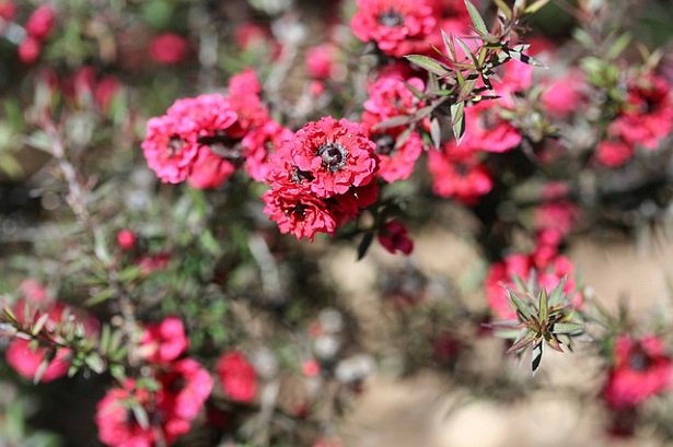 leptospermum