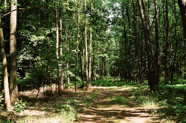 modellistica forestale